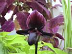 DSC00461.JPG